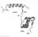 Fig. 01 - INSULIN-INCRETIN CONJUGATES