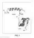 Fig. 02 - INSULIN-INCRETIN CONJUGATES