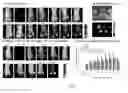 Fig. 06 - Photodynamic therapy composition