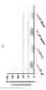 Fig. 09 - Membrane-lytic block copolymers