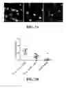 Fig. 09 - IMMUNOSWITCH NANOPARTICLES FOR REPROGRAMMED T CELL RESPONSES