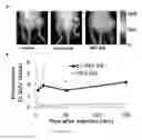 Fig. 07 - STABILIZED CROSSLINKED NANOBUBBLES FOR DIAGNOSTIC AND THERAPEUTIC APPLICATIONS