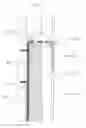 Fig. 01 - Disinfecting vanity cabinet