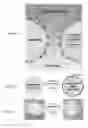 Fig. 02 - Water detoxification by a substrate-bound catecholamine adsorbent