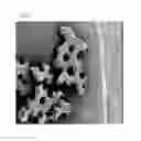 Fig. 09 - Sintered calcium phosphate molded body and process for manufacturing the same