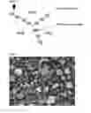Fig. 02 - Silver-containing calcium phosphate sintered body and method for producing same
