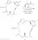 Fig. 22 - Beta-amino pateamine a derivatives and methods for treating chronic lymphocytic leukemia