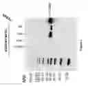 Fig. 05 - Compositions and methods for treating cardiovascular disease