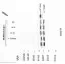 Fig. 06 - Compositions and methods for treating cardiovascular disease