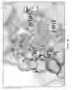 Fig. 41 - Compositions and methods for treating cardiovascular disease