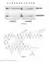 Fig. 23 - AKT-SPECIFIC CAPTURE AGENTS, COMPOSITIONS, AND METHODS OF USING AND MAKING