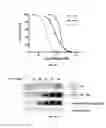 Fig. 24 - AKT-SPECIFIC CAPTURE AGENTS, COMPOSITIONS, AND METHODS OF USING AND MAKING