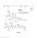 Fig. 33 - AKT-SPECIFIC CAPTURE AGENTS, COMPOSITIONS, AND METHODS OF USING AND MAKING