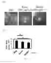 Fig. 07 - DSG2-derived peptides