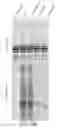 Fig. 28 - Antibodies specific for hyperphosphorylated tau and methods of use thereof