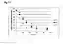 Fig. 08 - Method of treating extracellular tissue and vascular calcification and arteriosclerosis