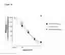 Fig. 02 - Antibodies to TGF-β