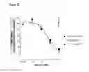 Fig. 09 - Antibodies to TGF-β