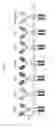 Fig. 04 - Chimeric antigen receptor