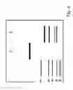 Fig. 06 - BISPECIFIC T CELL ACTIVATING ANTIGEN BINDING MOLECULES