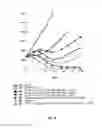 Fig. 22 - Anti-HER2 antibodies and immunoconjugates