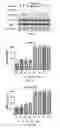 Fig. 05 - Antibody targeted to tissue factor, preparation method therefor, and use thereof