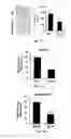 Fig. 08 - Antibody targeted to tissue factor, preparation method therefor, and use thereof