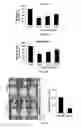 Fig. 09 - Antibody targeted to tissue factor, preparation method therefor, and use thereof