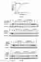 Fig. 13 - Antibody targeted to tissue factor, preparation method therefor, and use thereof