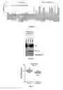 Fig. 15 - Antibody targeted to tissue factor, preparation method therefor, and use thereof