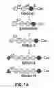 Fig. 02 - COMPOSITIONS AND METHODS FOR TREATMENT AND DETECTION OF CANCERS