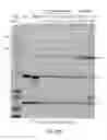 Fig. 22 - Site-specific crosslinking of antibodies