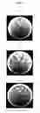 Fig. 04 - Culturing method for bacteria belonging to genus and storage method