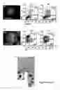 Fig. 03 - Production of fully functional mature beta cells from human pancreatic progenitors