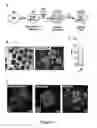 Fig. 09 - Production of fully functional mature beta cells from human pancreatic progenitors