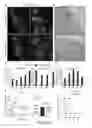 Fig. 33 - Production of fully functional mature beta cells from human pancreatic progenitors