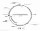 Fig. 04 - host cells expressing a glucoamylase from and methods of use thereof