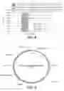 Fig. 09 - host cells expressing a glucoamylase from and methods of use thereof