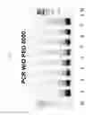 Fig. 07 - PEG-MEDIATED ASSEMBLY OF NUCLEIC ACID MOLECULES