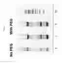 Fig. 08 - PEG-MEDIATED ASSEMBLY OF NUCLEIC ACID MOLECULES