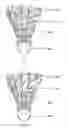 Fig. 01 - Modifying natural feathers for use in sporting goods
