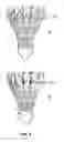 Fig. 05 - Modifying natural feathers for use in sporting goods