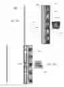 Fig. 07 - Directional surface marking safety and guidance devices and systems