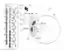 Fig. 01 - Display device with a collimated light beam