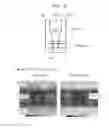 Fig. 07 - Charged particle beam device