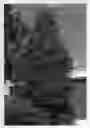 Fig. 01 - TILIA TREE NAMED `KROMM'
