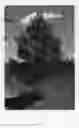 Fig. 02 - TILIA TREE NAMED `KROMM'