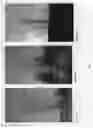 Fig. 05 - TILIA TREE NAMED `KROMM'