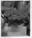 Fig. 01 - plant named ‘JON02’