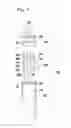 Fig. 02 - AMPOULE FOR STORING COSMETIC LIQUID